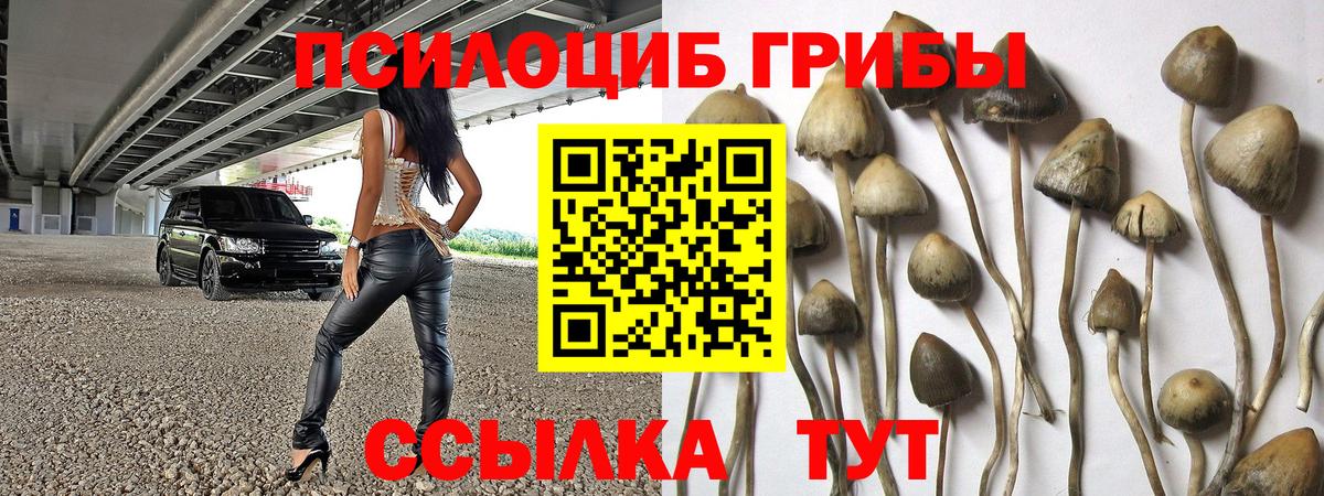 Галлюциногенные грибы Psilocybe Холмск